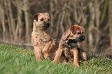 BORDER TERRIER 124